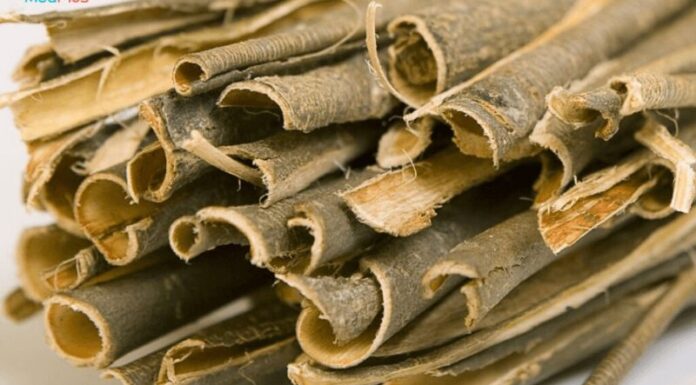 What Are Willow Bark Extracts? What Are Their Benefits for the Skin?