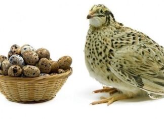 “Street-Side Delicacy: The “Animal Ginseng” with a Chemical Residue Concern”