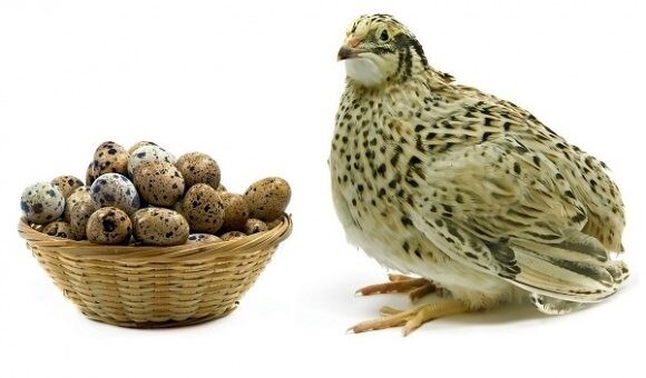 “Street-Side Delicacy: The “Animal Ginseng” with a Chemical Residue Concern”