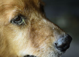 Is My Dog Depressed or Sick?