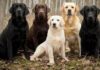 The Ultimate Guide to Labrador Retrievers: History, Characteristics, Care, and Pricing