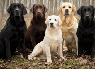 The Ultimate Guide to Labrador Retrievers: History, Characteristics, Care, and Pricing