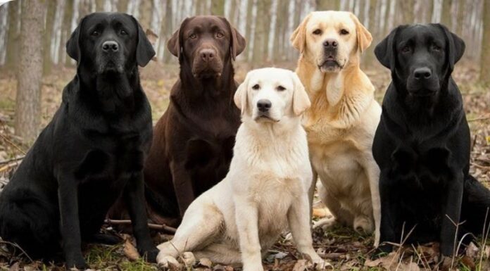 The Ultimate Guide to Labrador Retrievers: History, Characteristics, Care, and Pricing