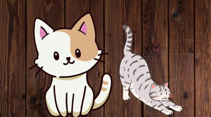 Is It a Dog or a Cat: Unveiling the Surprising Truth About Our Furry Friends’ Intelligence