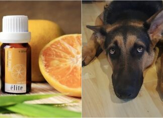 What Scents and Sounds Do Dogs Hate the Most?