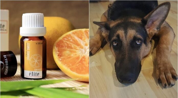 What Scents and Sounds Do Dogs Hate the Most?