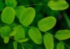 The Miracle Plant: Discover Moringa’s Secret Beauty Benefits for Skin and Hair