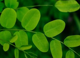 The Miracle Plant: Discover Moringa’s Secret Beauty Benefits for Skin and Hair
