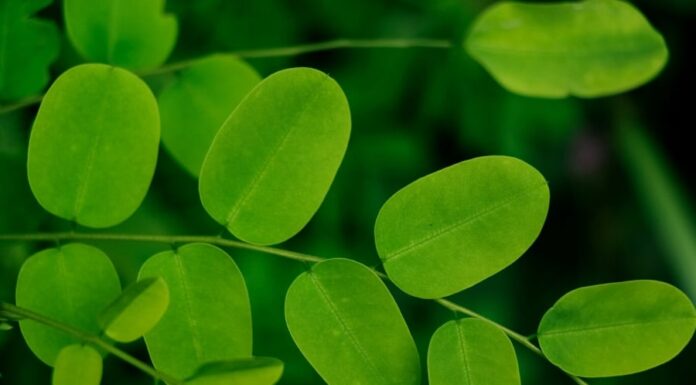 The Miracle Plant: Discover Moringa’s Secret Beauty Benefits for Skin and Hair