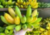 What are Plantain Bananas? How Many Calories Do They Have? Benefits of Plantain Bananas.
