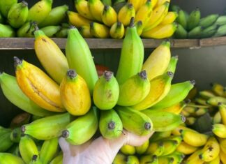 What are Plantain Bananas? How Many Calories Do They Have? Benefits of Plantain Bananas.