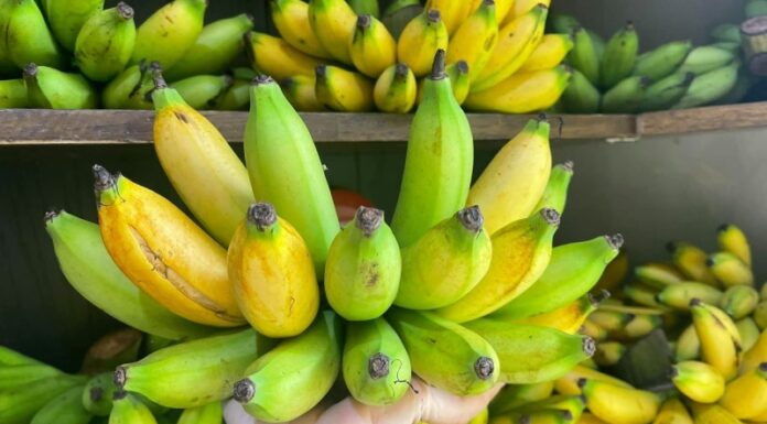 What are Plantain Bananas? How Many Calories Do They Have? Benefits of Plantain Bananas.