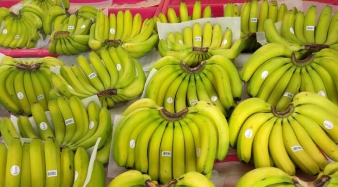 What is Laba Banana? Price and Where to Buy? – Distinguishing Laba Bananas from Regular Bananas