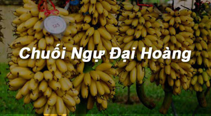 The King’s Banana: A Tasty Treat Fit for Royalty