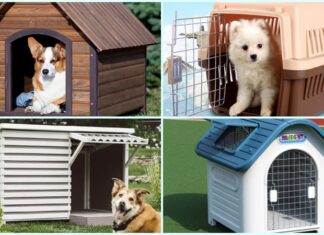 Are Plastic Dog Kennels Any Good? 6 of the Best Plastic Dog Kennel Designs Revealed.