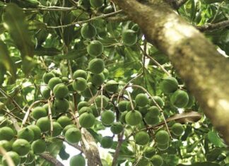 The Ultimate Guide to Growing Macca Trees in Vietnam: A Step-by-Step Technique
