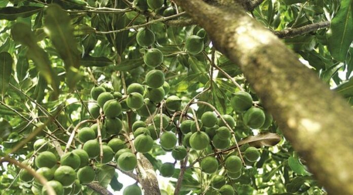 The Ultimate Guide to Growing Macca Trees in Vietnam: A Step-by-Step Technique