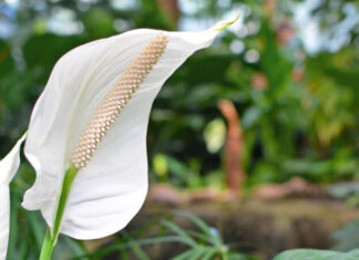 The Power of Orchids: Unlocking Nature’s Beauty and Feng Shui Secrets