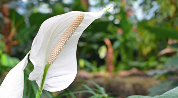 The Power of Orchids: Unlocking Nature’s Beauty and Feng Shui Secrets