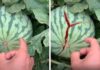 The Ultimate Guide to Watermelon Cutting: A Simple Hack You Need to Know