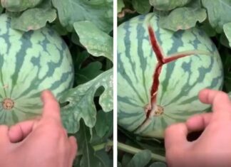 The Ultimate Guide to Watermelon Cutting: A Simple Hack You Need to Know