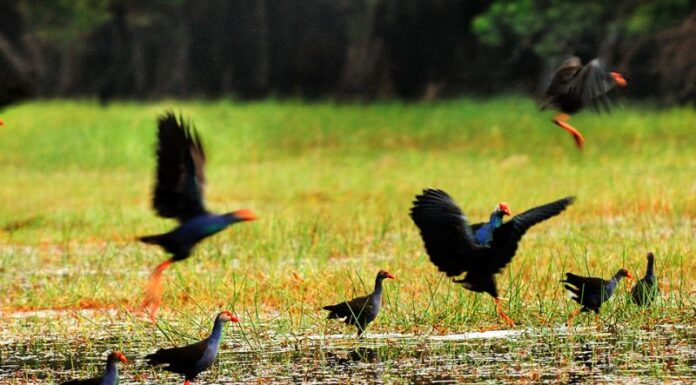 A Weekend Escape to the Western Region: Exploring Tram Chim National Park on a Shoestring