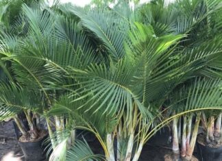 The Golden Areca Palm: Significance, Pictures, and a Guide to Growing and Caring for This Stunning Plant at Home
