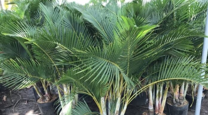 The Golden Areca Palm: Significance, Pictures, and a Guide to Growing and Caring for This Stunning Plant at Home
