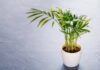 “The Areca Palm: Unveiling the Beauty and Benefits of this Tropical Plant”