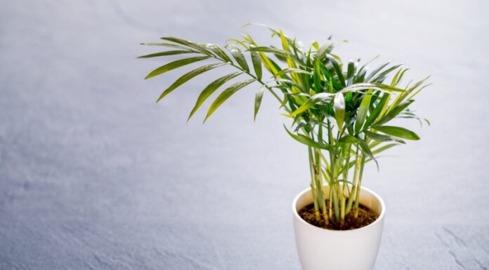 “The Areca Palm: Unveiling the Beauty and Benefits of this Tropical Plant”