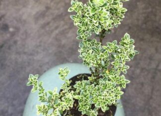 Snow White Tree: Unveiling the Magic – Significance, Captivating Images, and a Step-by-Step Guide to Mastering its Care at Home.