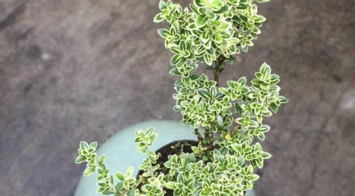 Snow White Tree: Unveiling the Magic – Significance, Captivating Images, and a Step-by-Step Guide to Mastering its Care at Home.