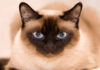 The Siamese Cat: A Comprehensive Guide to its Characteristics, Pricing and Care