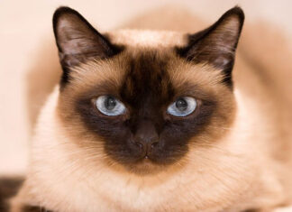 The Siamese Cat: A Comprehensive Guide to its Characteristics, Pricing and Care