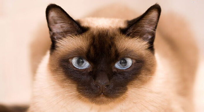 The Siamese Cat: A Comprehensive Guide to its Characteristics, Pricing and Care