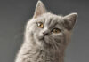 The British Shorthair: Origin, Characteristics, Care and Price