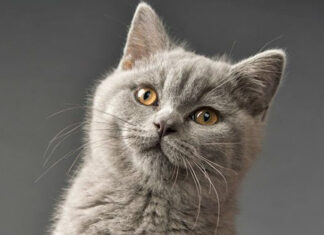 The British Shorthair: Origin, Characteristics, Care and Price