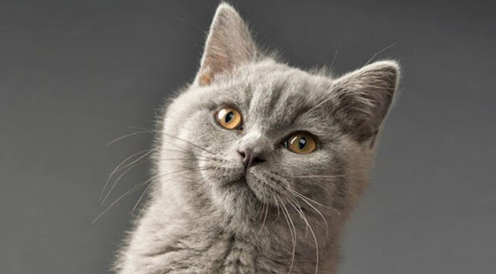The British Shorthair: Origin, Characteristics, Care and Price