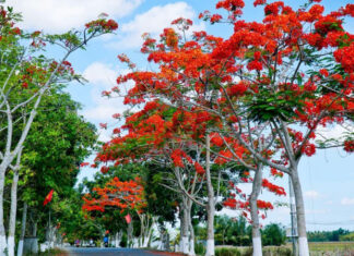 The Majesty of the Flamboyant Tree: Unveiling its Unique Characteristics, Symbolic Significance, and Expert Gardening Tips