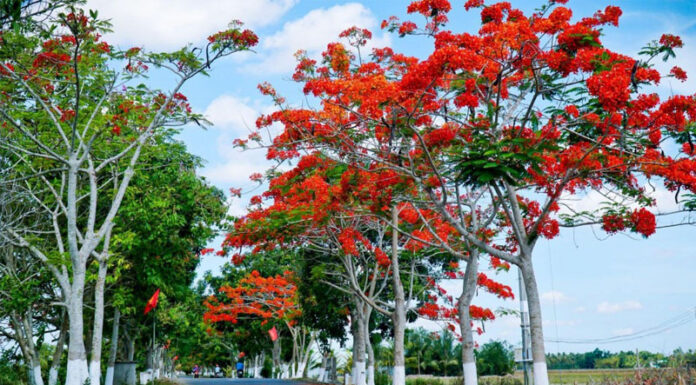 The Majesty of the Flamboyant Tree: Unveiling its Unique Characteristics, Symbolic Significance, and Expert Gardening Tips