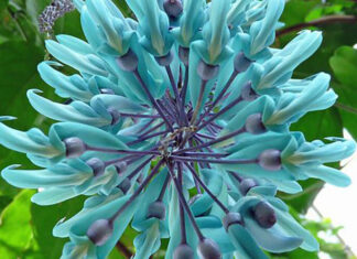 The Magic of Tiger’s Claw: Unveiling the Year-Round Blooming Wonder.