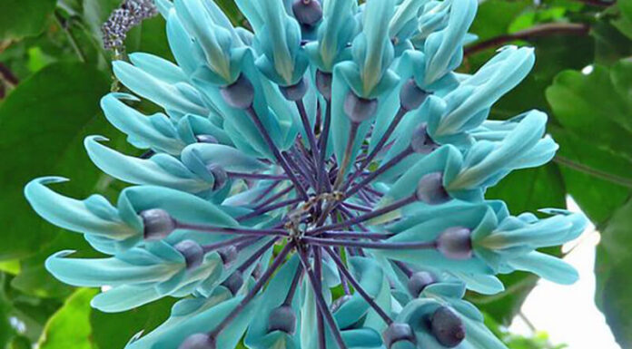 The Magic of Tiger’s Claw: Unveiling the Year-Round Blooming Wonder.