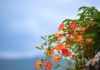 The Magic of Black-Eyed Susan Vines: Unveiling the Secrets of this Captivating Climber