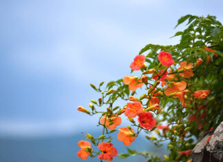 The Magic of Black-Eyed Susan Vines: Unveiling the Secrets of this Captivating Climber