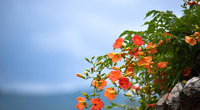 The Magic of Black-Eyed Susan Vines: Unveiling the Secrets of this Captivating Climber