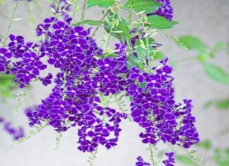 The Pearl of the Garden: Unveiling the Beauty of the String of Beads Plant