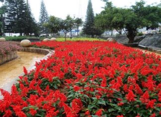 The Captivating Art of Chinese Lantern Flowers: A Guide to Unlocking Their Mystique for Breathtaking Home Displays.