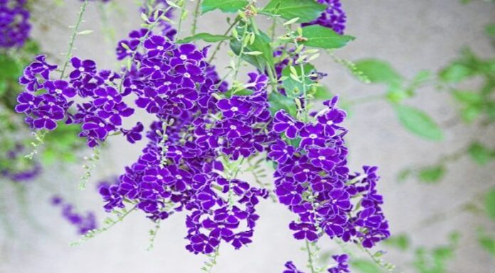 The Pearl of the Garden: Unveiling the Beauty of the String of Beads Plant