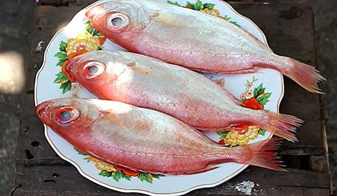 The Unwanted Fish: A Delicious Discovery with a Unique Flavor and a Price Tag to Match