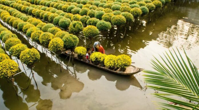 The Tasty Delights of Sa Dec: Top 10 Local Specialties to Savour and Gift